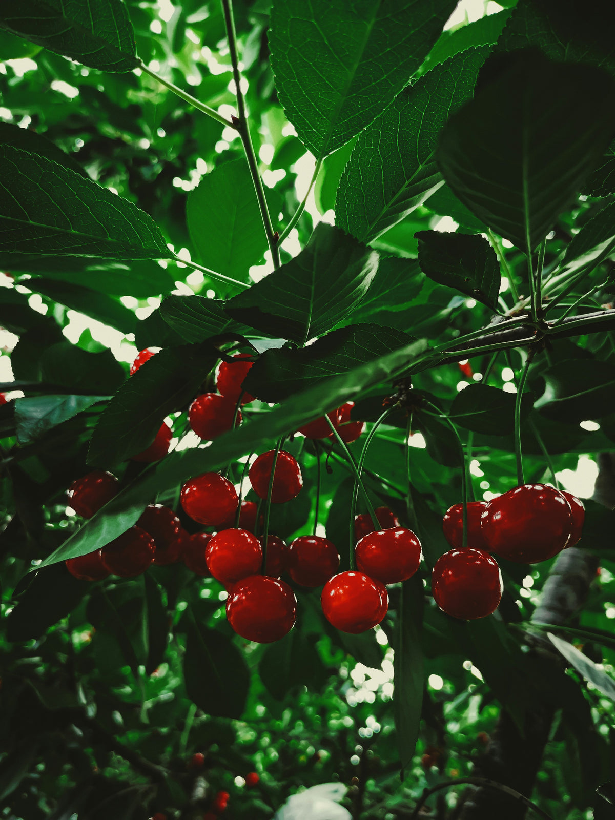 Ripe cherries on a Michigan cherry tree